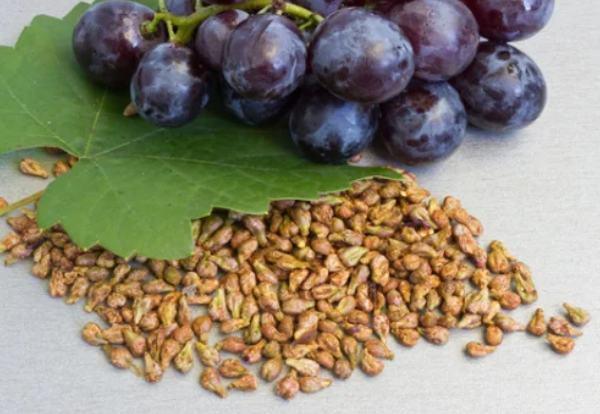 Sugar Defender Ingredient: Grape (Vitis vinifera) Seed Extract