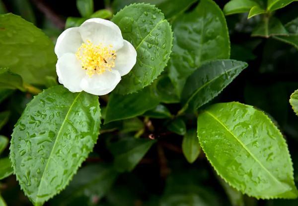 Sugar Defender Ingredient: Green Tea (Camellia sinensis) Leaf Extract