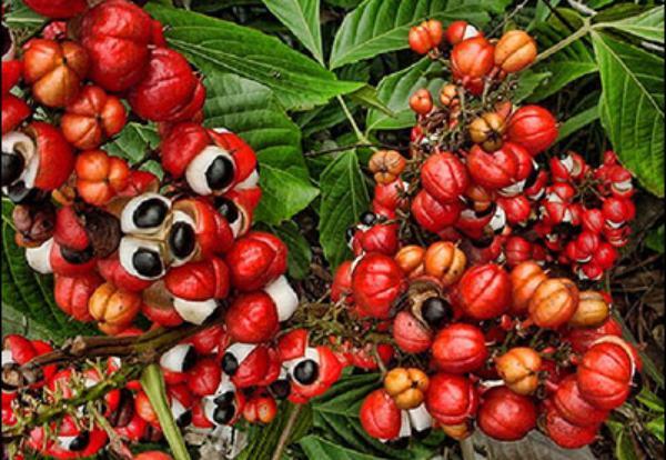 Sugar Defender Ingredient: Guarana (Paullinia cupana) Seed Extract