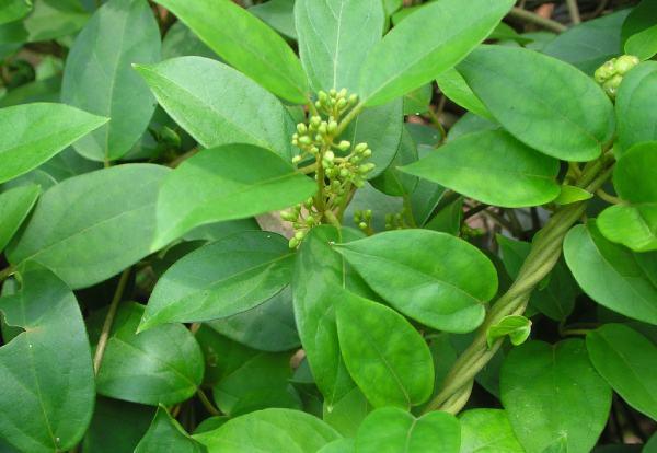 Sugar Defender Ingredient: Gymnema (Gymnema sylvestre) Leaf Extract